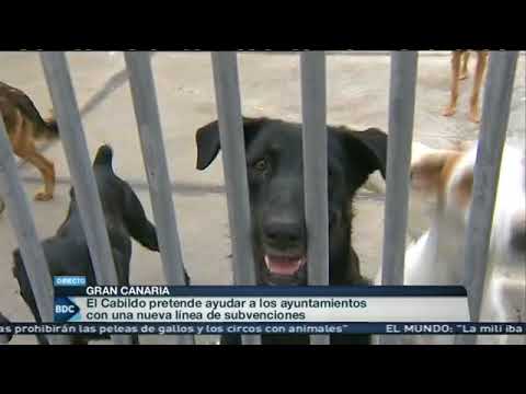 Protectora de Animales Las Palmas: Ayudando las 24 Horas