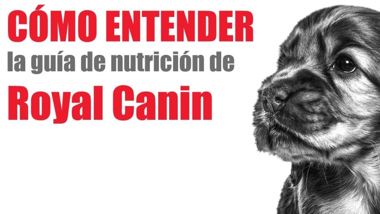 La tabla de cantidad de comida para cachorro de Royal Canin: ¿Estás alimentando correctamente a tu mascota?
