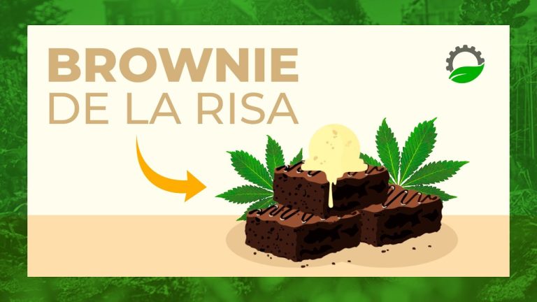 Prepara tus propios brownies de marihuana fácilmente ¡Aquí está la receta!
